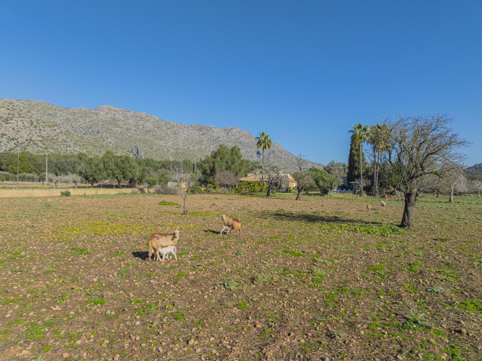 Casa Tonina Villa Pollença